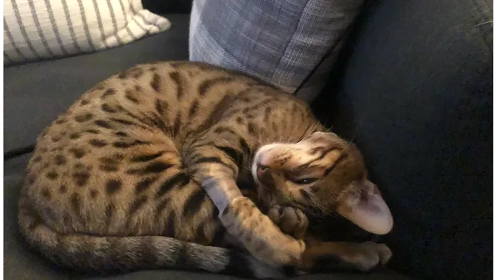 TarzanPrintsBengals 12