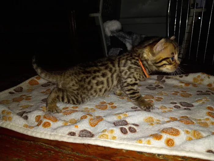 TarzanPrintsBengals 12