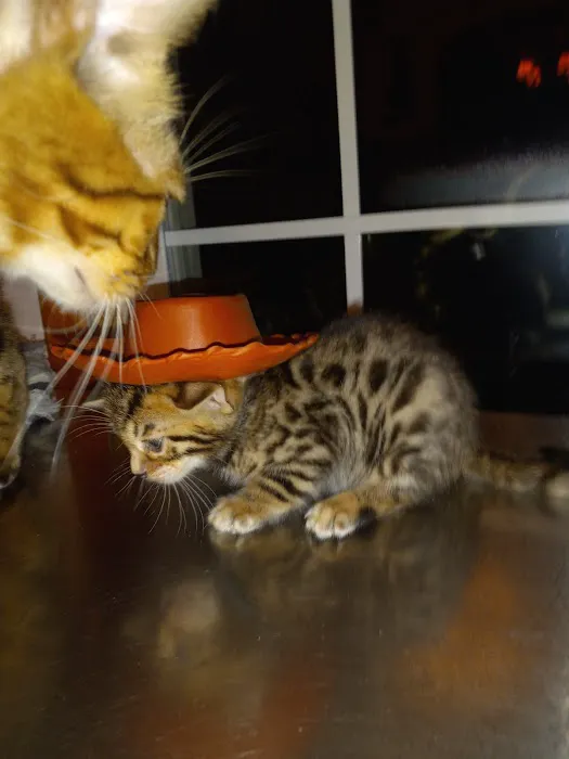 TarzanPrintsBengals 12