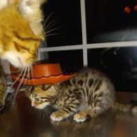 TarzanPrintsBengals ico