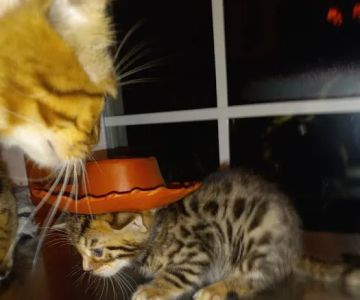 TarzanPrintsBengals