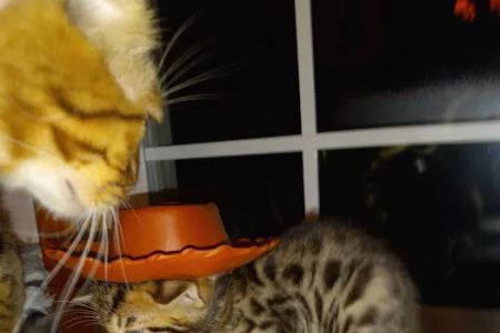 TarzanPrintsBengals