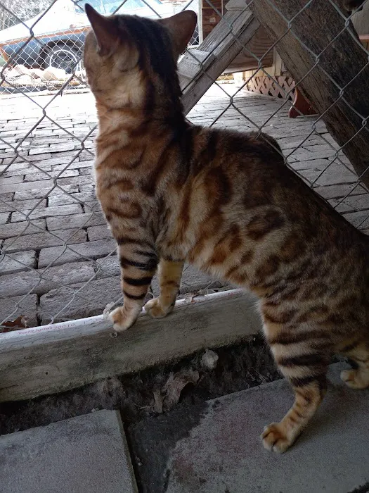 TarzanPrintsBengals 12
