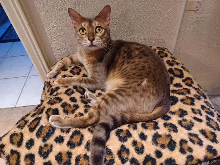 TarzanPrintsBengals 12
