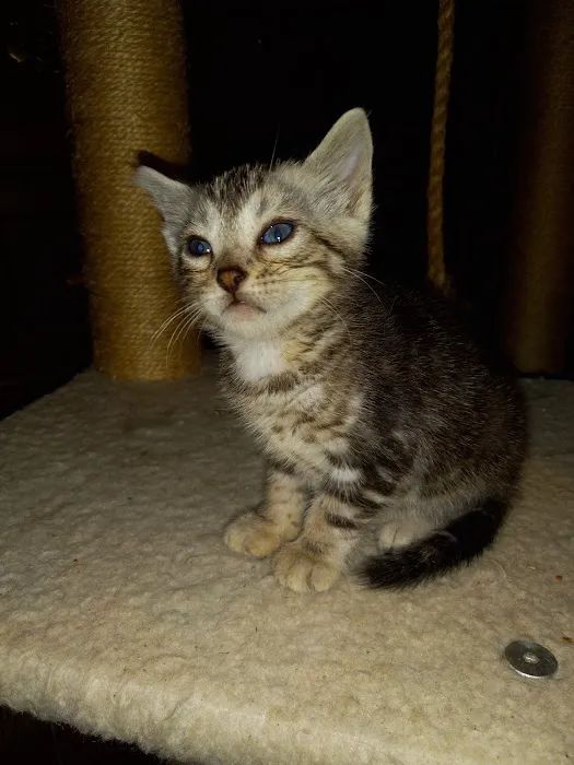 TarzanPrintsBengals 12