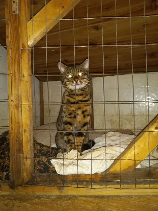 TarzanPrintsBengals 12