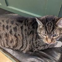 Clearview Animal Hospital ico