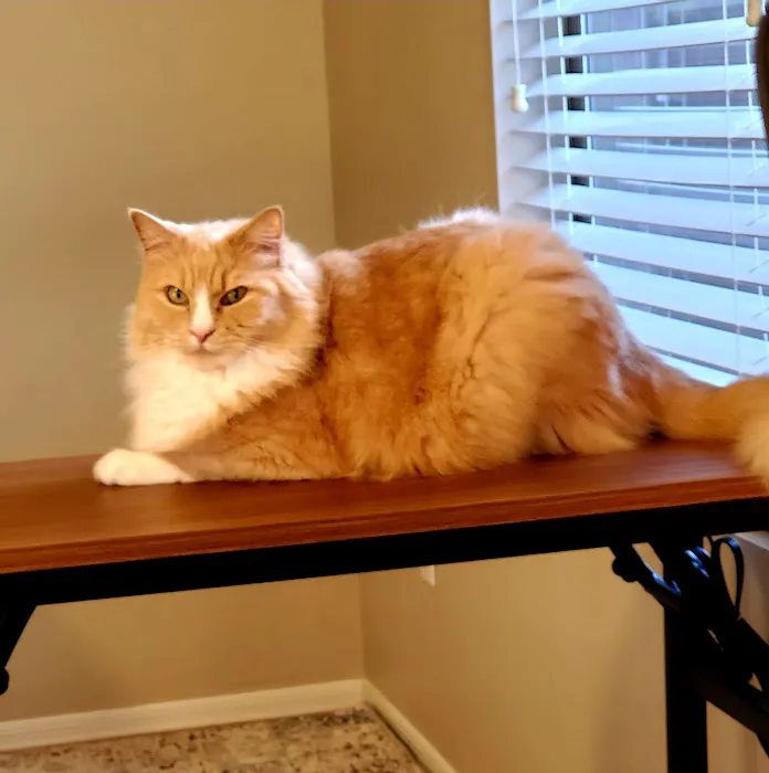 Clearview Animal Hospital 5