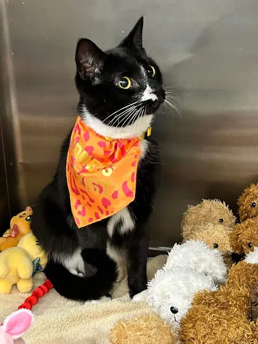 Pine Creek Animal Hospital in Lancaster 12