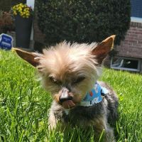 West Lancaster Animal Hospital ico