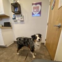 Happy Tails Animal Hospital ico