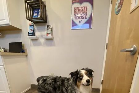 Happy Tails Animal Hospital