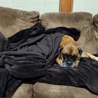 Manheim Pike Veterinary Hospital ico
