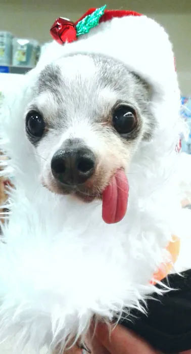 Banfield Pet Hospital 12