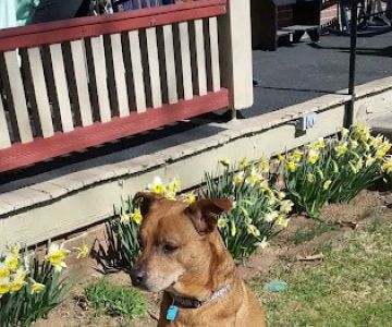 Lititz Veterinary Clinic