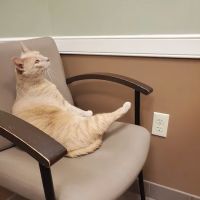 Patton Veterinary Hospital ico