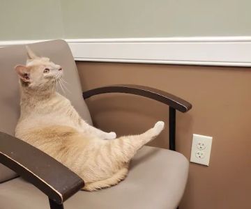 Patton Veterinary Hospital