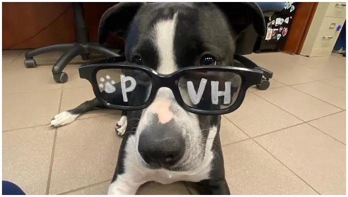 Patton Veterinary Hospital 12