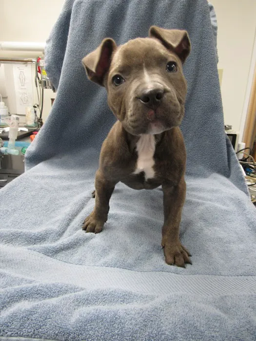 Conrad Weiser Animal Hospital 7