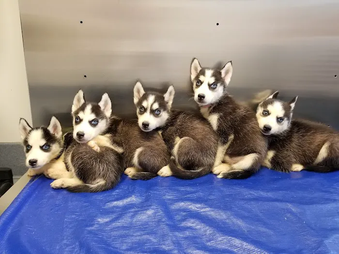 Conrad Weiser Animal Hospital 9