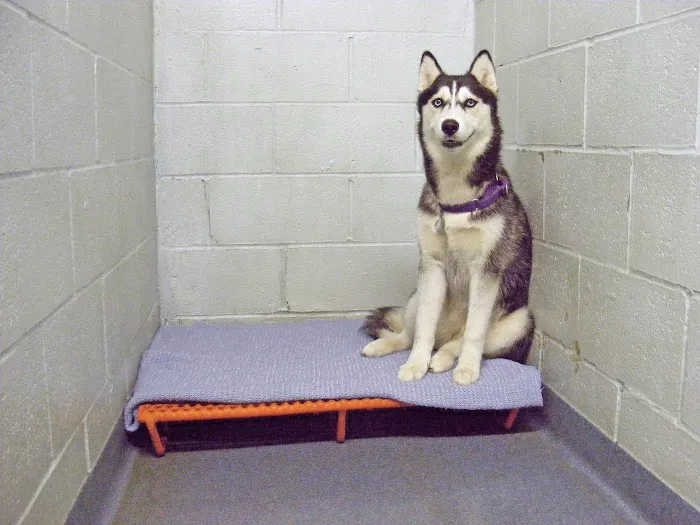 Conrad Weiser Animal Hospital 10