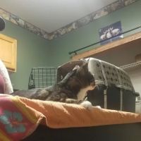 Eagles Peak Animal Clinic ico