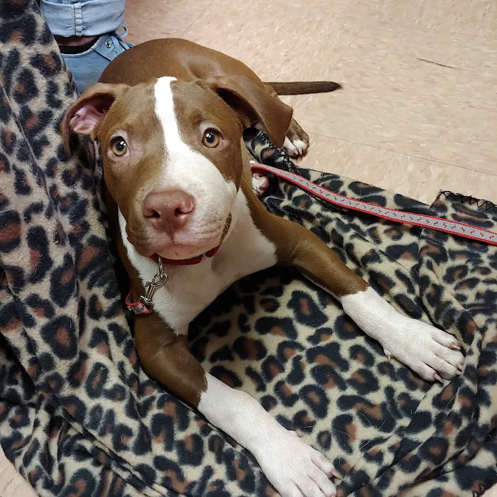 Vetcetera Pet Healthcare Centre 12