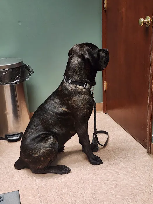 Vetcetera Pet Healthcare Centre 12