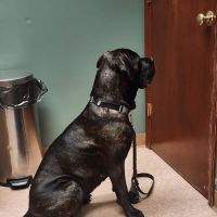 Vetcetera Pet Healthcare Centre ico
