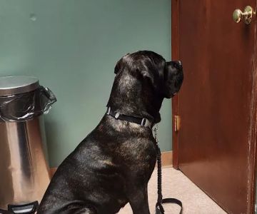Vetcetera Pet Healthcare Centre