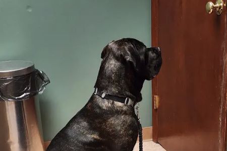 Vetcetera Pet Healthcare Centre