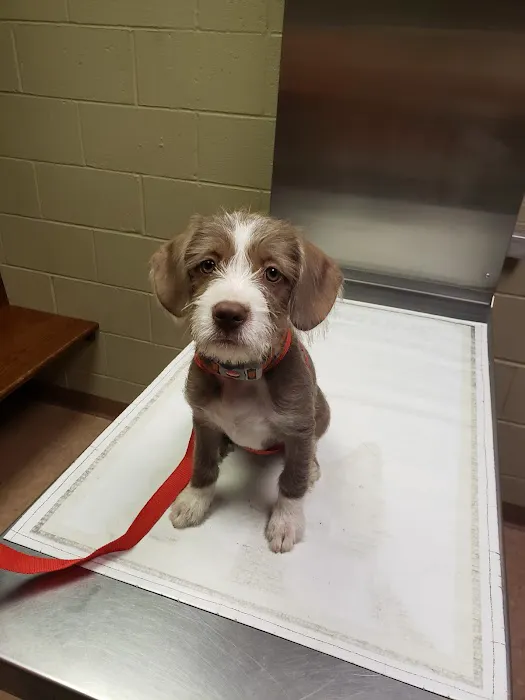 Vetcetera Pet Healthcare Centre 12