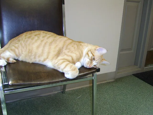 Peaceable Kingdom Animal Hospital 12