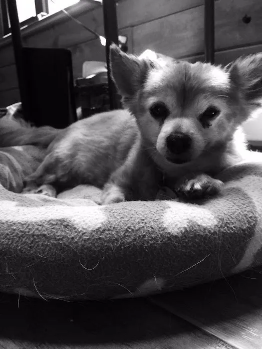 Peaceable Kingdom Animal Hospital 12