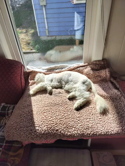 Peaceable Kingdom Animal Hospital 12