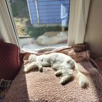 Peaceable Kingdom Animal Hospital ico
