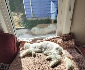 Peaceable Kingdom Animal Hospital
