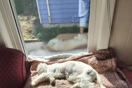 Peaceable Kingdom Animal Hospital