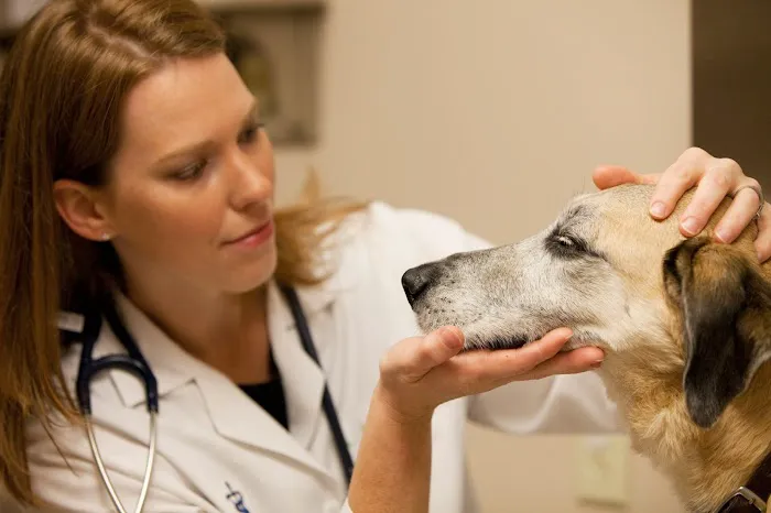 Neffsville Veterinary Clinic 12