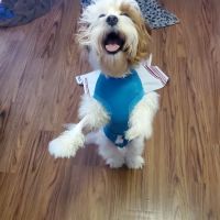 Anthracite Animal Clinic ico