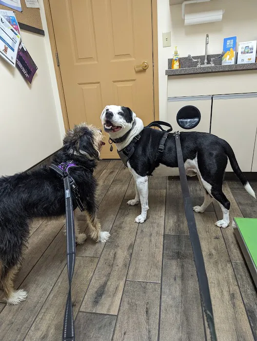 Anthracite Animal Clinic 12