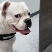 River Run Veterinary Hospital ico