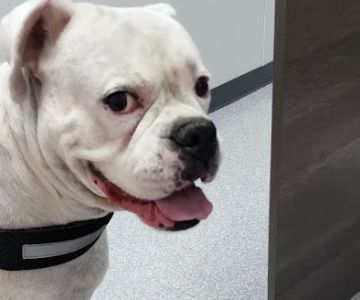 River Run Veterinary Hospital