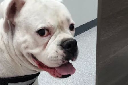 River Run Veterinary Hospital