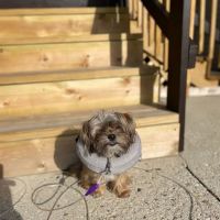 Parkdale Pet Care ico