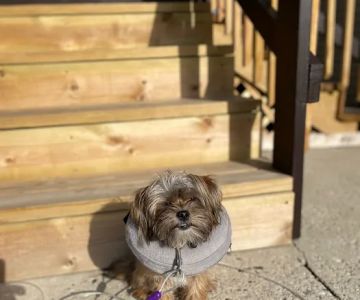 Parkdale Pet Care