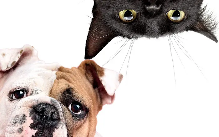 Parkdale Pet Care 12