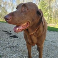 Animal Doctors ico