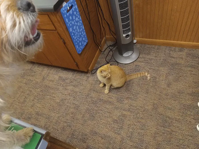 Animal Doctors 12