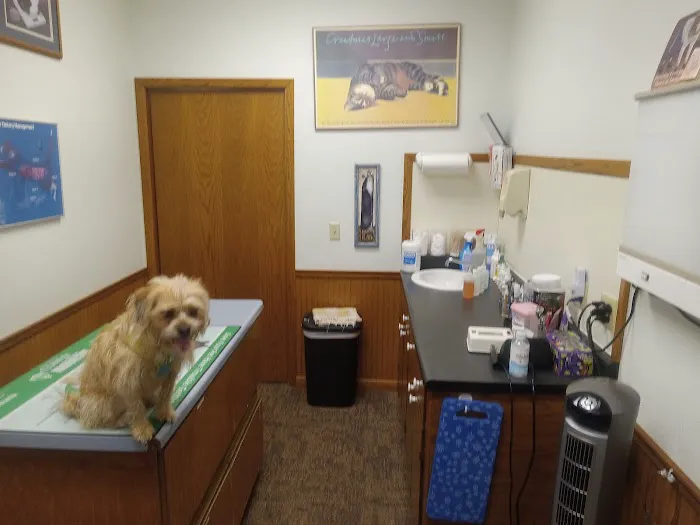 Animal Doctors 12